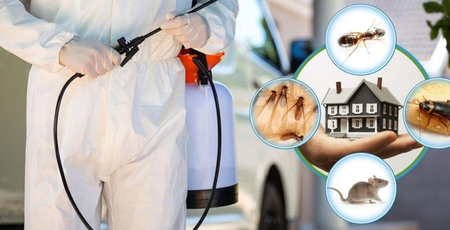 Kiraz Böcek İlaçlama