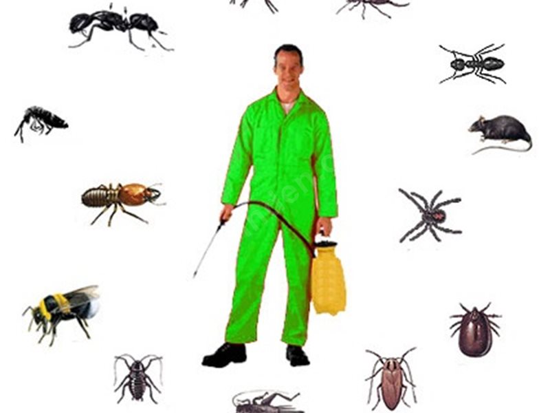 Kiraz Böcek İlaçlama